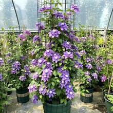 �F��ɏ�N�����Ի��ܾGֲ�F��ɏ�����ذ��̨�ļ�ͥԺ��Ԯ����ֲ��