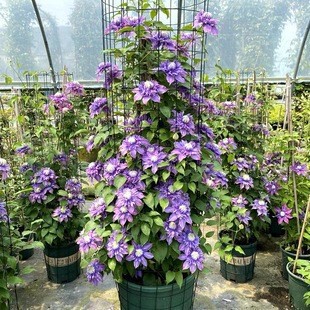 �F��ɏ�N�����Ի��ܾGֲ�F��ɏ�����ذ��̨�ļ�ͥԺ��Ԯ����ֲ��