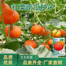 日本红栗王南瓜种子板栗糯香甜栗小南瓜种籽早熟耐储高产蔬菜种