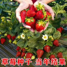 四季奶油草莓种子易种植室内阳台易活盆栽番茄水果种籽秋冬季蔬菜