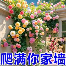 爬藤能手蔷薇花种子玫瑰花籽大花大朵新手好种随手撒爬满墙易种活