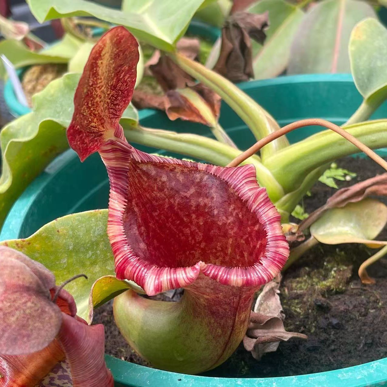 食虫植物大型猪笼草种好发货包邮食虫花食虫草盆栽绿植捕