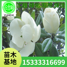 ���ع����V���m ͥԺֲ�����m�� �V���m�� ͥԺ������ľ���m����