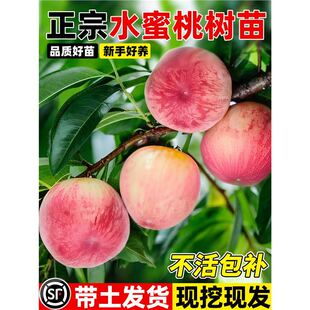 �Ҙ����޽�ˮ�����ش������ͥԺ�����ͺ����ϱ����Nֲ����Y��