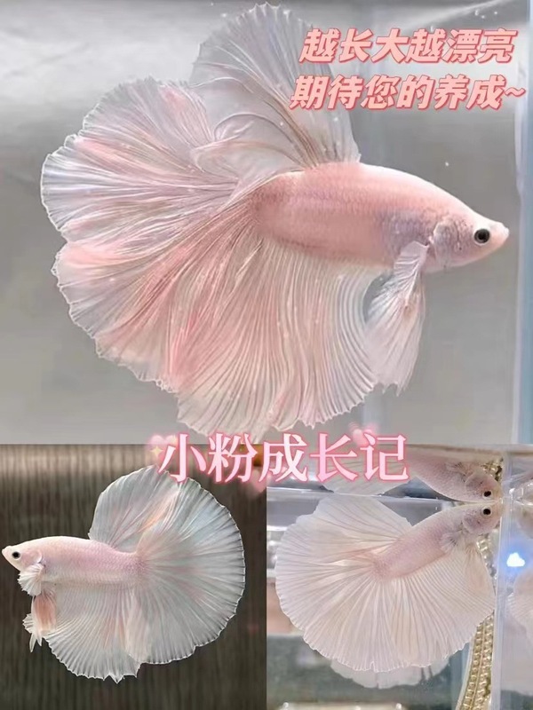 泰国斗鱼仙女款纯白半月超美网红小型淡水热带冷水观赏鱼好养耐活|undefined