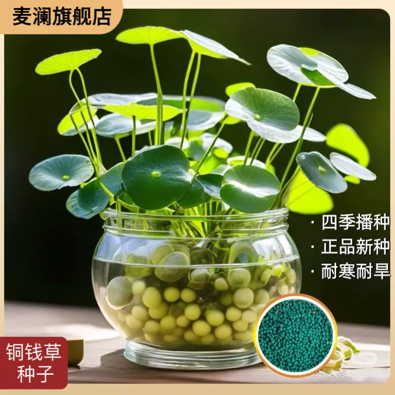 Семена крупнолистного пенниворта для сезонного посадки, гидропонные семена, гидропонные растения, комнатные вечнозеленые цветы в горшках.