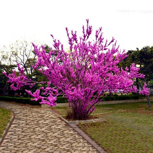 һ�����l���G�������⻨��ֲ���Ϸ�����ͥԺ�e�����ܾG����ľ�ͺ�