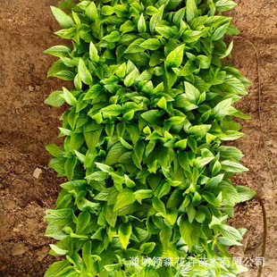 Qingzhou Grass Flower Star Flower Cave Pot Seedlings Five Star Flower Seedlings Wholesale Park Community Greening Qingzhou Project