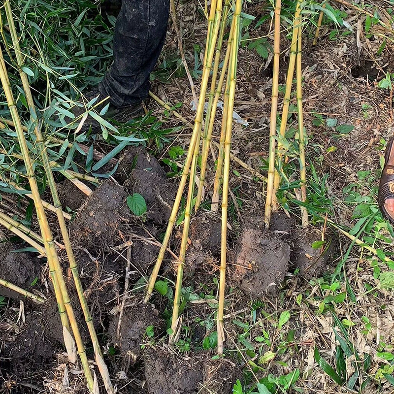 База Оптовая продажа саженцев нефритового дерева с инкрустацией саженцев бамбука