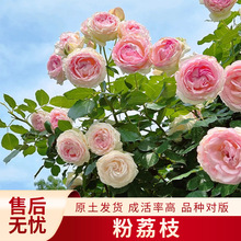 爬藤月季粉龙小苗大花浓香型阳台植物攀援植物浓香小苗粉色浓香