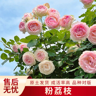 �����¼�����С��󻨝������ֲ̨����Ԯ�����ɫ�¼���