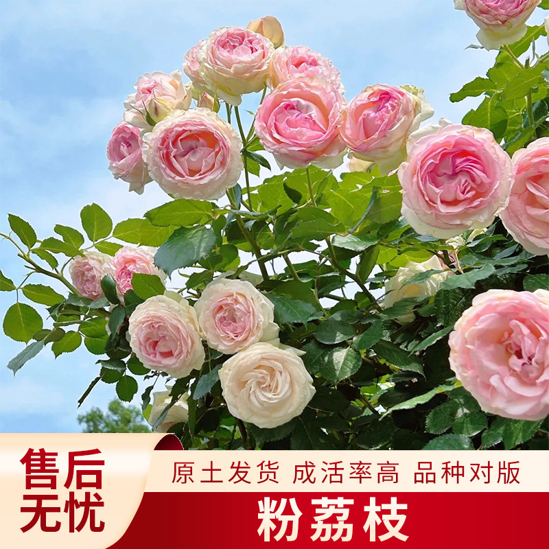 爬藤月季粉龙小苗大花浓香型阳台植物攀援植物浓香小苗粉色浓香