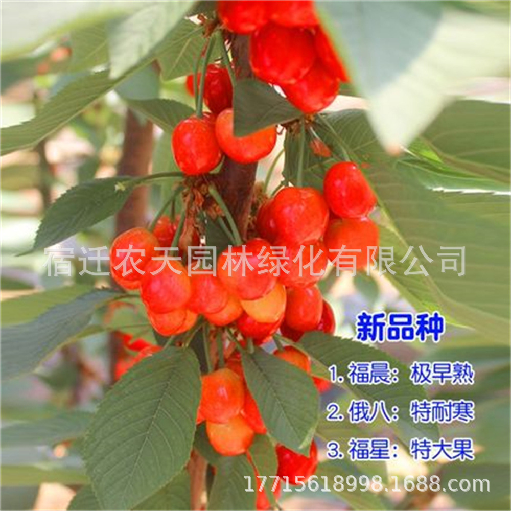 批发大樱桃树新品种 盆栽地栽樱桃树苗价格 山东美早樱桃樱桃树苗