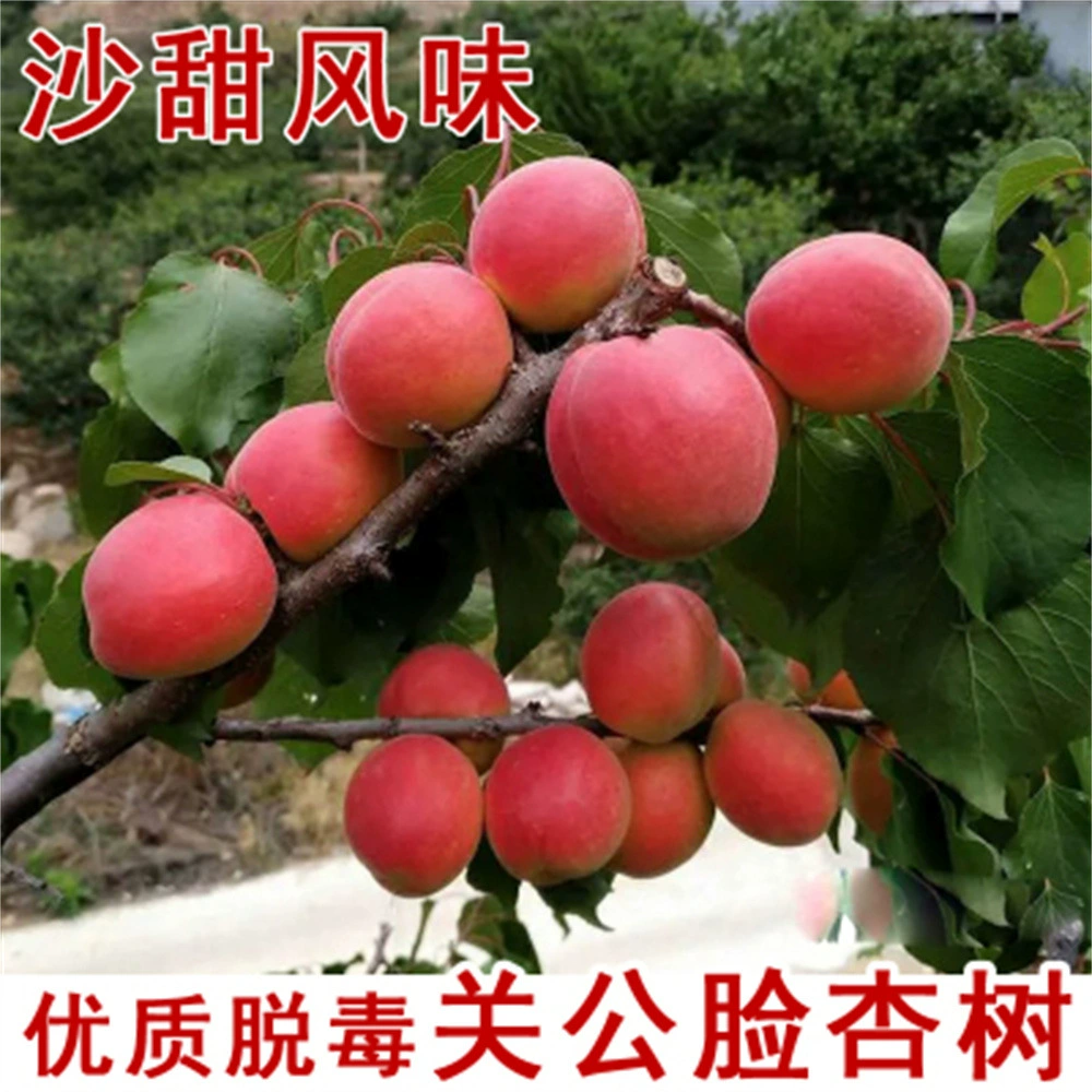 Прививка Императорская наложница Рассада абрикосового дерева Очень большое Абрикосовое дерево Фруктовая рассада Посадка абрикосового дерева Живая рассада в горшечных плантациях во дворе Юга и Севера