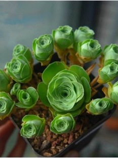 ɽ��õ�����ֲ�� Ⱥ�����B���S�����ɽ��õ���u���Ʊ�Ү�_õ��