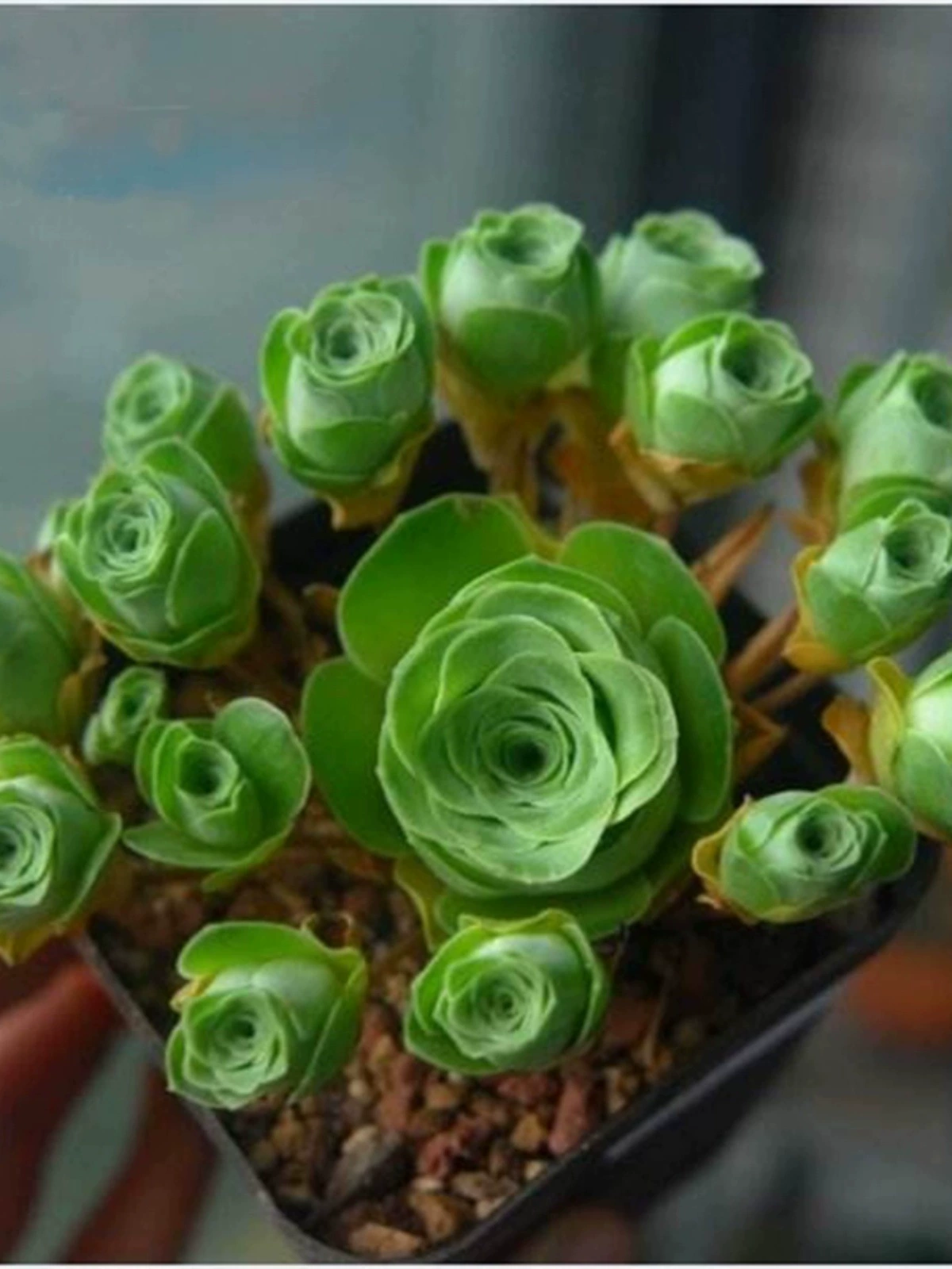 Горные розы суккулентные растения хорошо кормят золото Изумрудные горные розы