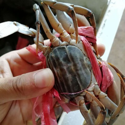 母蟹100克缅甸孟加拉蟹肉蟹青蟹顺丰发货包活包邮 量小享受批发价