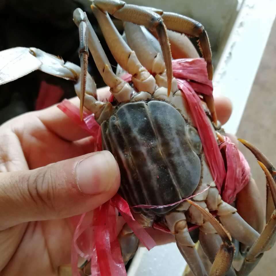 母蟹100克缅甸孟加拉蟹肉蟹青蟹顺丰发货包活包邮 量小享受批发价