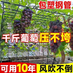 ����䓹�֧�ܗU����ֲ�ﻨ��������ͥԺ�ܗU�����S�����ټܷ��Ѽ�