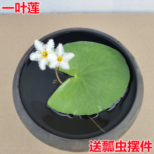 һ�~ɏˮ��ˮ���~���ļ��_����Ƽˮ��˯��ɏ�����~�X��΢���^ֲ��