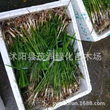 ���l�ֳ���ֲ��N������ˮ��ֲ�����׻�ˮ�w�G��ˮ��ֲ�����ֱ�N