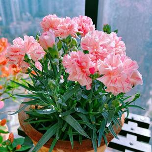 Carnation Potted Flowers with Buds Shipped as Gifts, Small Green Plants, Indoor Balcony Courtyard, Easy to Feed Flowers for Novices