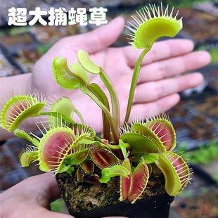 ��ω���i�\��ʳ�x��ʳ�˻�ʳ�xֲ�ﲶ�òݳ����x�݃�ͯȤζ����