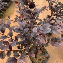 批发红花继木小苗各种规格地栽苗红花继木大小杯苗球植物