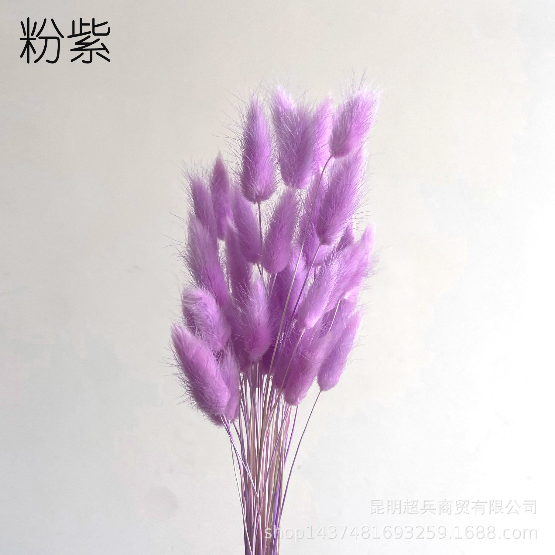 Hierba de cola de conejo flor seca hierba de cola de conejo blanco un montón de 50 piezas