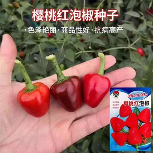 ���\�������Ҽt�ݽ��N�Ӊ��ӽ��u�������N�Ѵ����ļ��߮a�߲˷N��