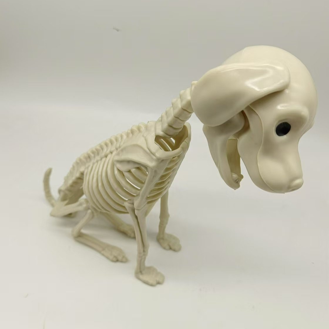 Esqueleto animal transfronterizo Pug