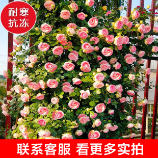 Climbing Vine Plant Flower Potted Balcony Four Seasons Flowering Rose Flower Seedling Vine Rose Seedling Flower