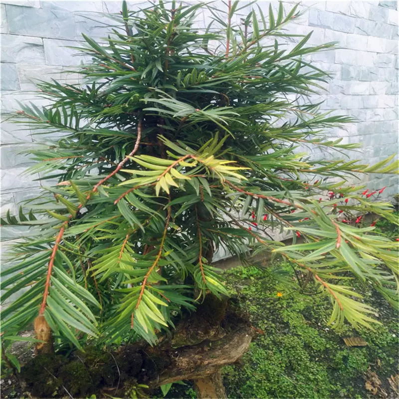基地批发穗花杉盆栽树苗经济造林苗木盆景园艺植物别墅庭院绿化树