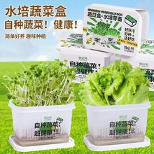 无土水培种植小盆栽趣味体验种植快乐学生科学观察植物根系易生长