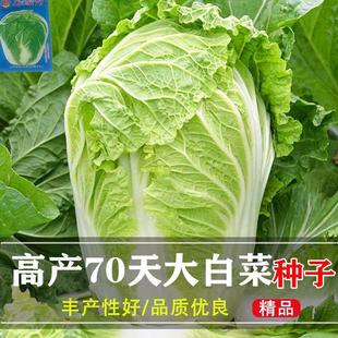 �������L708090�ش�ײ˷N�ӡ������ײ��߲˷N���͟��ͷN��