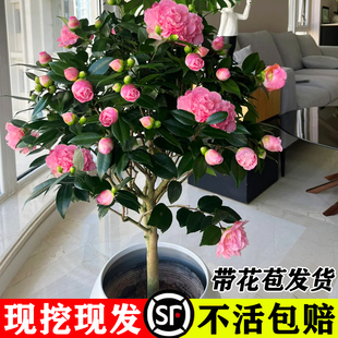 �軨���玧�����l�������������ļ�ɽ�軨�׻���ͺ��B�Gֲ