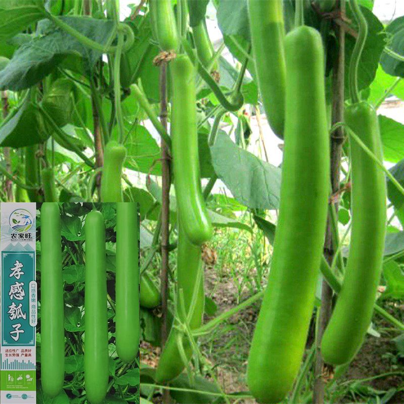 孝感瓠子早熟长葫芦籽农家阳短棒水台菜园大棚春秋季播种蔬菜种子