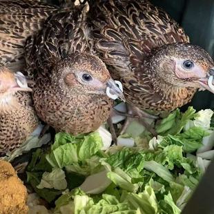 �����u���w�߲�ɽ�u�����u���wÓ���߲�ɽ�u���߲�ɽ�u��r��