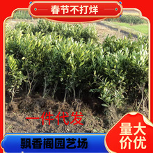 �������Ә����ɳ�ǽ��Ә��������������������Ә���䮔��Y��