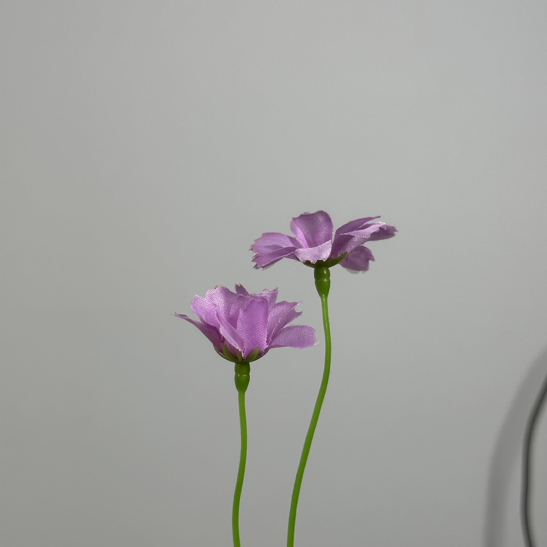 2갈래 난초 국화 머리 연한 보라색