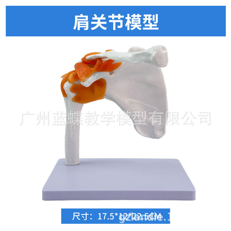 ��ѧ��������ؽڹ�����������׹Ǽ�ϥ�ؽ��ŹǿƸ��ʹ�ҽѧģ��