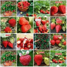 奶油草莓種子四季種易活室內盆栽花卉植物水果種子陽台蔬菜種子