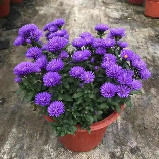 �ջ����ļ��_�����Ե����҃����̨���B�ͺ���ջ�С������