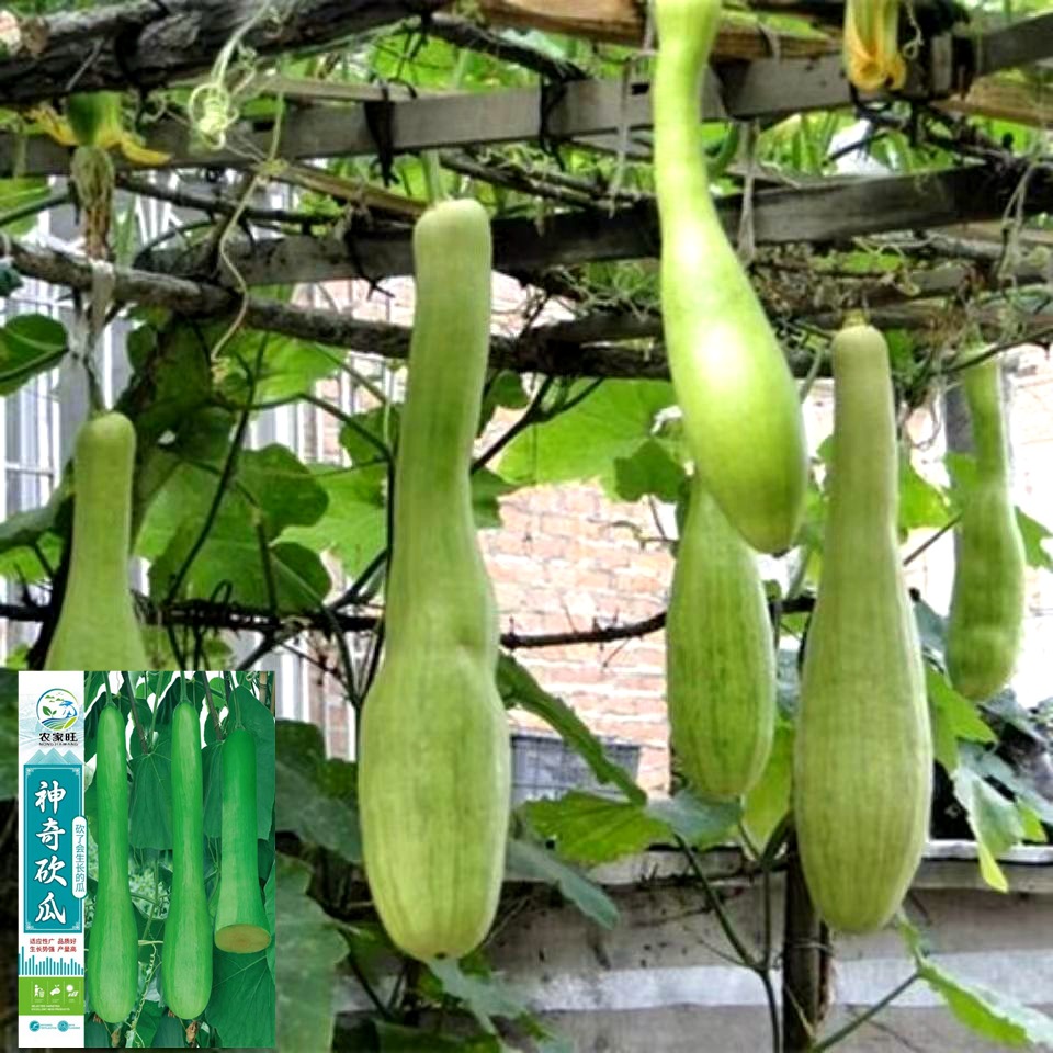 砍瓜种子神奇南瓜种籽随吃随砍春季爬藤农家庭院阳台蔬菜种子厂家