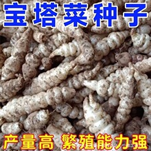 �����ݽz�˷N�ӿɷNֲС���������ݽz�˵����ӵحh����ţ��