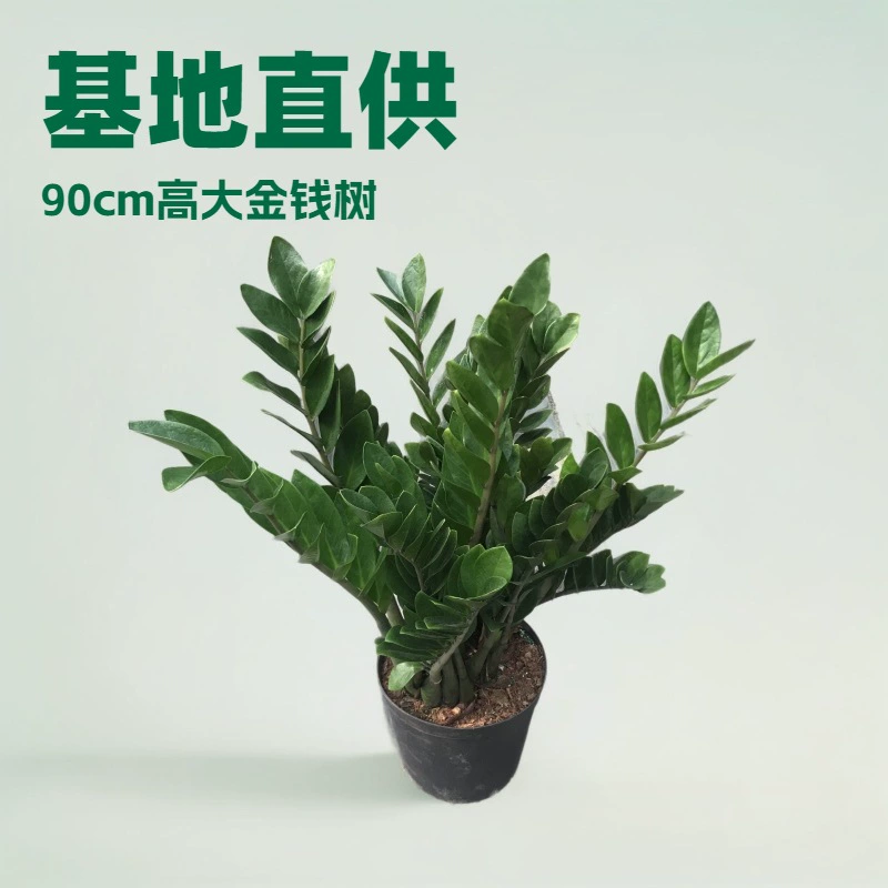 Прямые поставки с фабрики на дом: высокие денежные деревья в горшках, приносящие удачу, оптовые поставки садовых цветов.