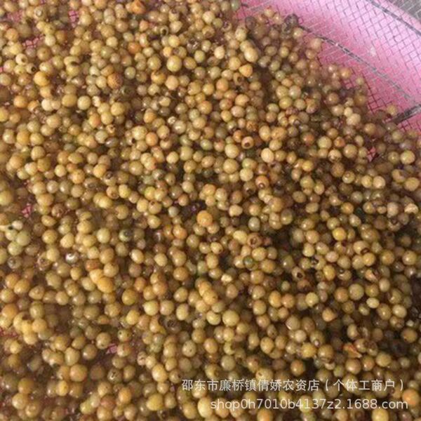 Polygonatum Seeds Polygonatum Seeds Ginger-type Multi-flowered…