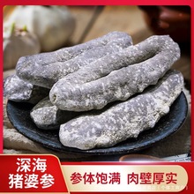 猪婆参进口野生花猪婆淡干海参乌石参黑白猪婆参刺参酒席干货营养