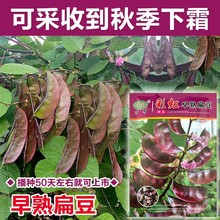 ϱⶹNӸ߮aļ÷NӼtü߲÷ݼܶü