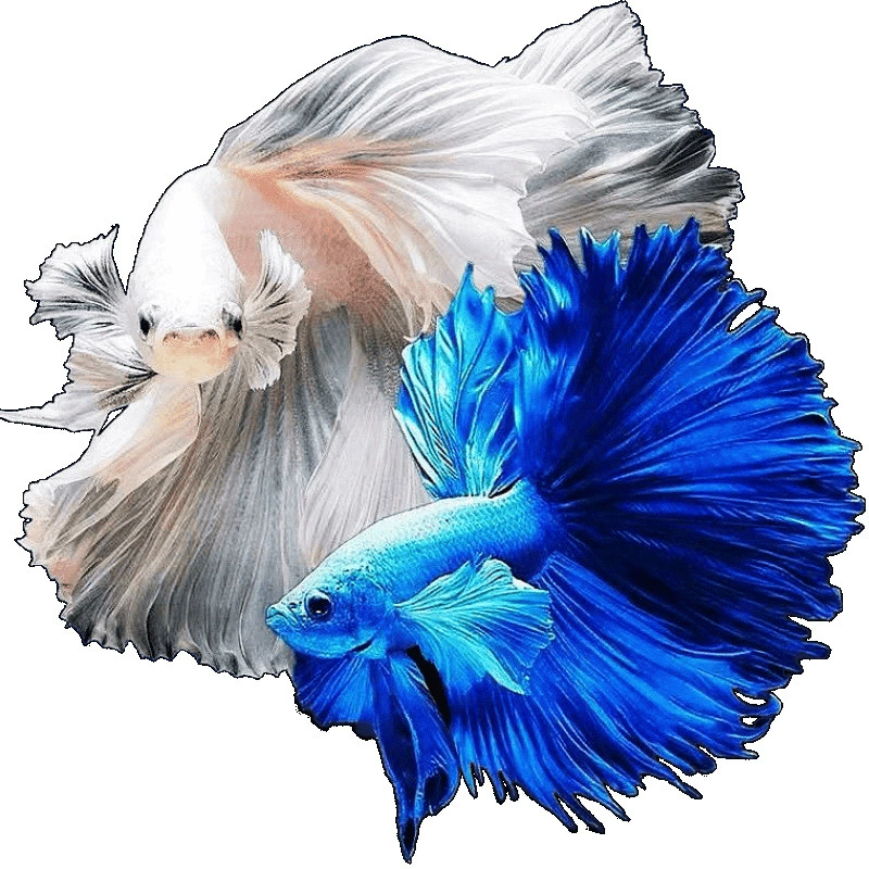 Betta (полумесяц) декоративная живущая рыбка, смешанные цвета, 5–6 см, декоративная домашняя рибка